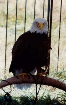 Bald Eagle