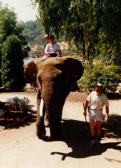 Elephant Ride