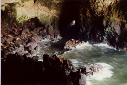 Sea Lion Cave
