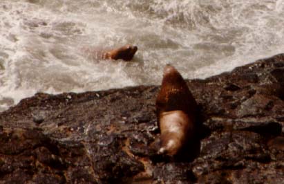Two Sea Lions