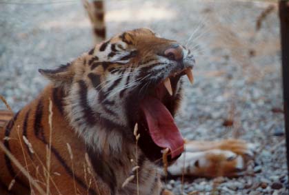 Tiger Yawn