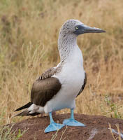 Galapagos