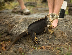 land iguana having a chat with Jonathan