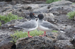 Swallow-tailed Gulls