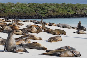sea lions covering the beach on Espa&ntilde;ola Island