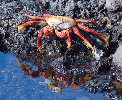 Sally Lightfoot crab