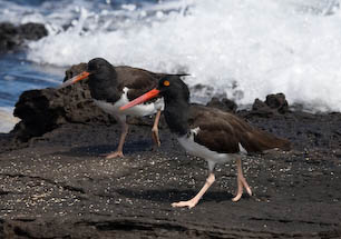 oystercatchers