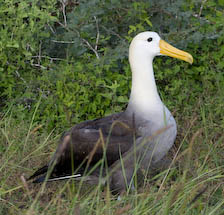 albatross