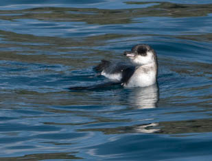 Galapagos penguin