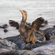 flightless Cormorant