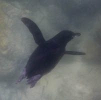 Galapagos penguin