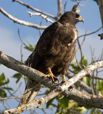 Galapagos hawk