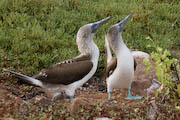 blue-footed boobies