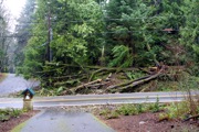 trees down